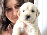 Golden bebekler bursa köpek okulu