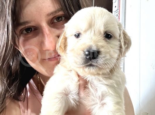 Golden Bebekler Bursa Köpek Okulu
