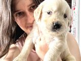 Golden Bebekler Bursa Köpek Okulu