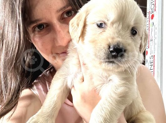 Golden Bebekler Bursa Köpek Okulu görsel