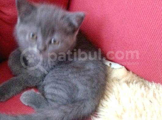 Canlı Peluşlar görsel