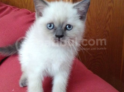 Canlı Peluşlar görsel