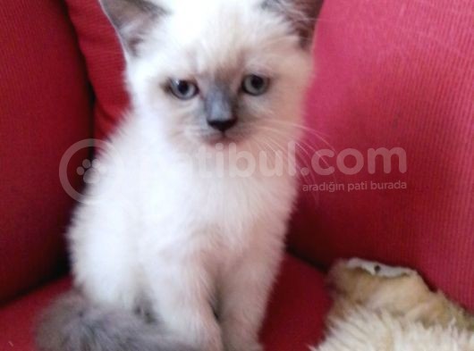 Canlı Peluşlar görsel