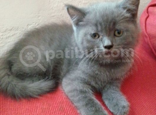 Canlı Peluşlar görsel