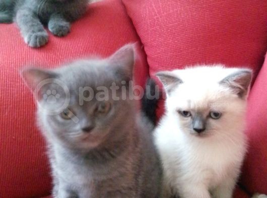 Canlı Peluşlar görsel