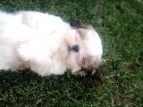 Sıfır Numara Harika Kaliteli Shihtzu