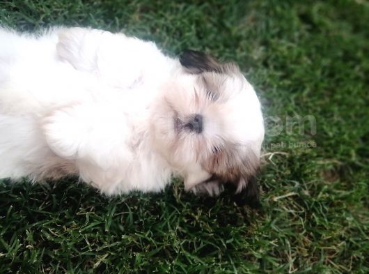 Sıfır Numara Harika Kaliteli Shihtzu görsel