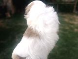 Sıfır Numara Harika Kaliteli Shihtzu