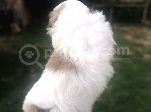 Sıfır Numara Harika Kaliteli Shihtzu görsel