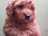 Red Toy Poodle Yavrular