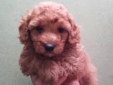 RED TOY POODLE YAVRULAR