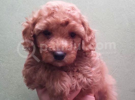 Red Toy Poodle Yavrular