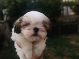 Sıfır Numara Harika Kaliteli Shihtzu