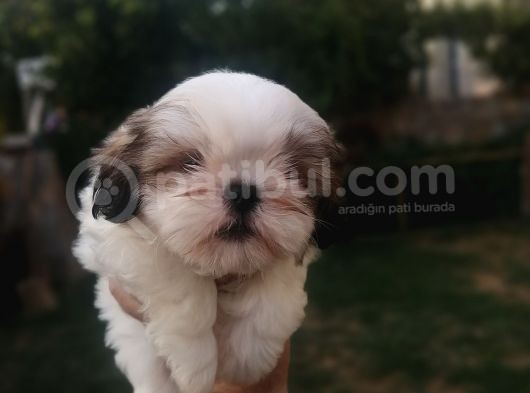 Sıfır Numara Harika Kaliteli Shihtzu görsel