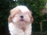 Sıfır Numara Harika Kaliteli Shihtzu