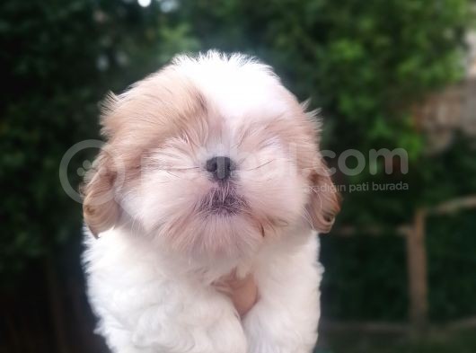 Sıfır Numara Harika Kaliteli Shihtzu görsel