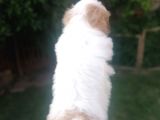 Sıfır Numara Harika Kaliteli Shihtzu