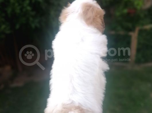 Sıfır Numara Harika Kaliteli Shihtzu görsel