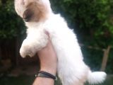 Sıfır Numara Harika Kaliteli Shihtzu