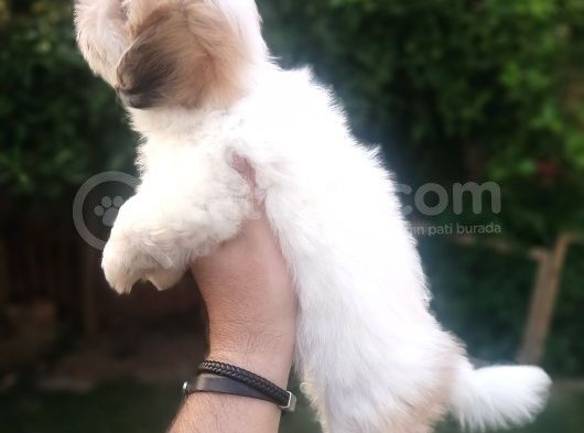 Sıfır Numara Harika Kaliteli Shihtzu görsel