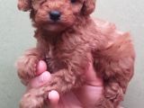 Red Toy Poodle Yavrular