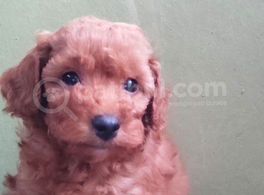 Red Toy Poodle Yavrular görsel
