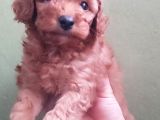 Red Toy Poodle Yavrular