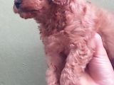 Red Toy Poodle Yavrular