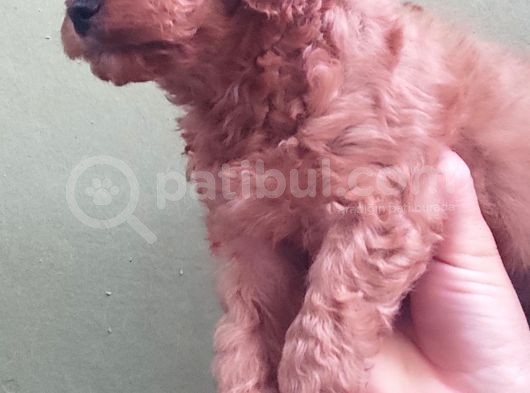 Red Toy Poodle Yavrular görsel