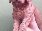 Red Toy Poodle Yavrular