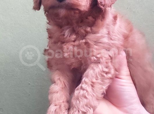 Red Toy Poodle Yavrular görsel