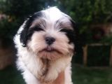 Sıfır Numara Harika Kaliteli Shihtzu