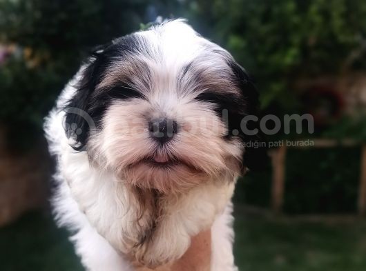 Sıfır Numara Harika Kaliteli Shihtzu görsel