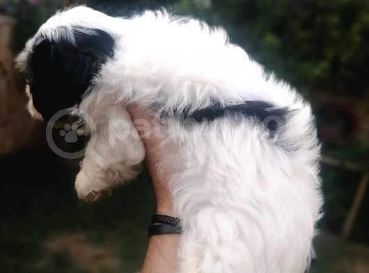 Sıfır Numara Harika Kaliteli Shihtzu görsel