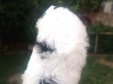 Sıfır Numara Harika Kaliteli Shihtzu