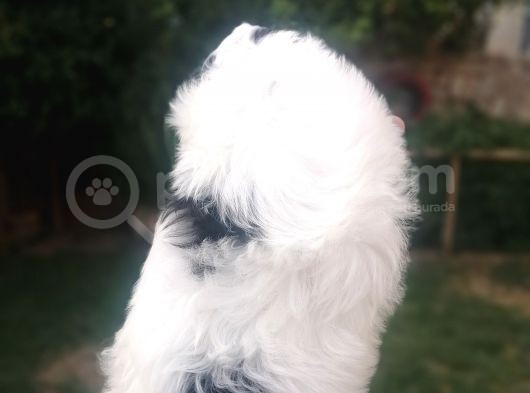 Sıfır Numara Harika Kaliteli Shihtzu görsel