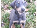 Blue Doberman  Kalitemiz Farkımız