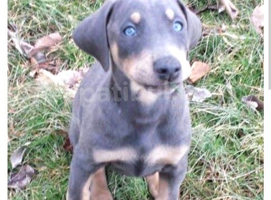 Blue Doberman  Kalitemiz Farkımız görsel