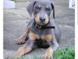 Blue Doberman  Kalitemiz Farkımız
