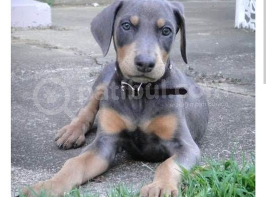 Blue Doberman  Kalitemiz Farkımız görsel