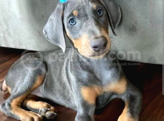 Blue Doberman  Kalitemiz Farkımız