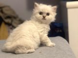 Silver Point British Longhair Erkek Yavrumuz