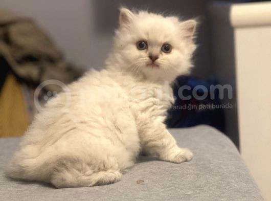 Silver Point British Longhair Erkek Yavrumuz görsel