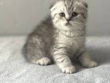 Silver Tabby Scottish Fold Erkek Yavru