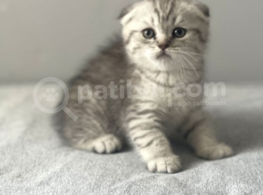 Silver Tabby Scottish Fold Erkek Yavru görsel