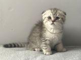 Silver Tabby Scottish Fold Erkek Yavru