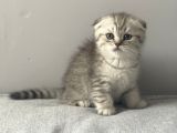 Silver Tabby Scottish Fold Erkek Yavru
