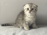 Silver Tabby Scottish Fold Erkek Yavru