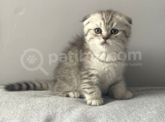 Silver Tabby Scottish Fold Erkek Yavru görsel