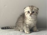 Silver tabby scottish fold erkek yavru